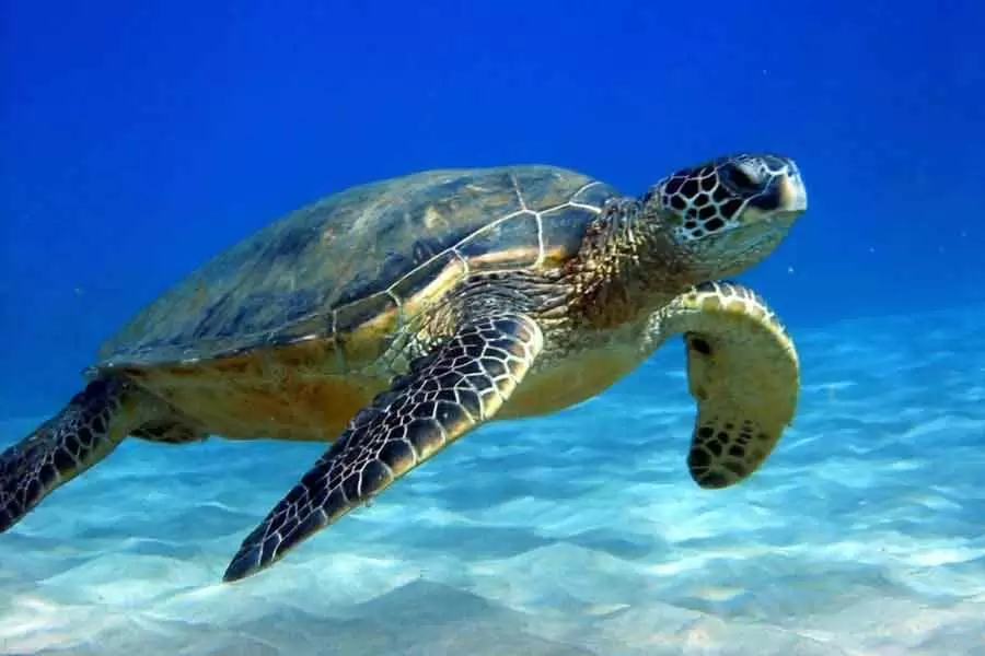 sea_turtle